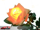 Lighting Rose (Five Color)