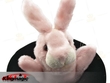 Kaninen i hatten marionett med Xtra hanske