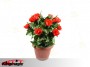 Blooming โรสบุช - รีโมทคอนโทรล - ดอกไม้ 10