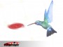 The Hummingbird Card