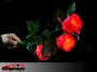 Rose Rainha (luz de carga)